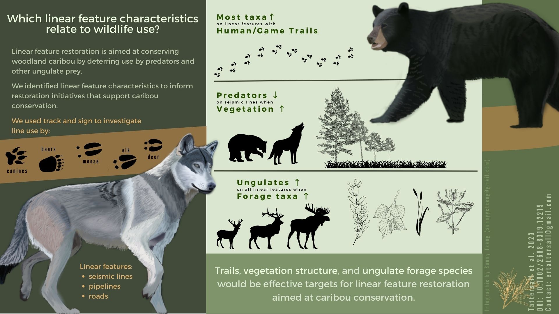 Which linear feature characteristics relate to wildlife use? infographic with drawings of a black bear and wolf and text describing results. download the pdf version for full text
