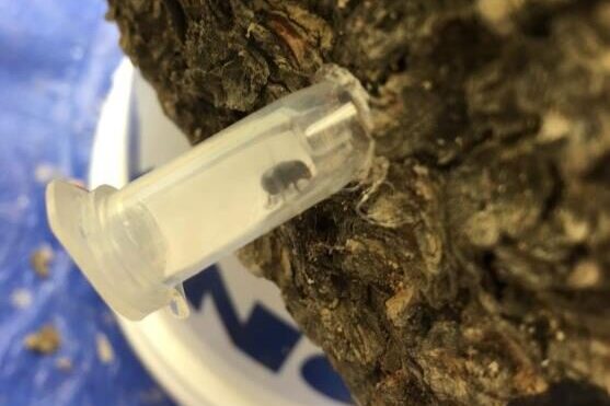 a mountain pine beetle being introduced to a tree bolt in a lab
