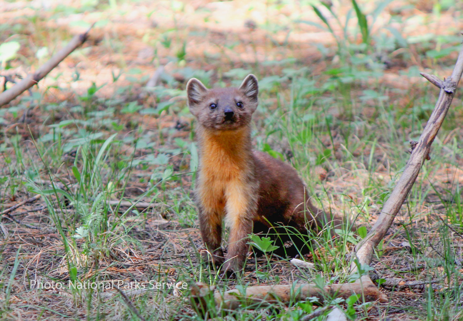 American Marten. Photo taken in Yellowstone NP by NPS.