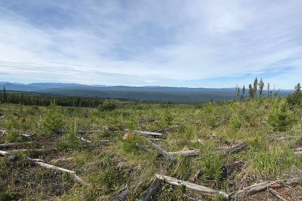 A cutblock containing young pine trees and woody debris. mountains in the distant background