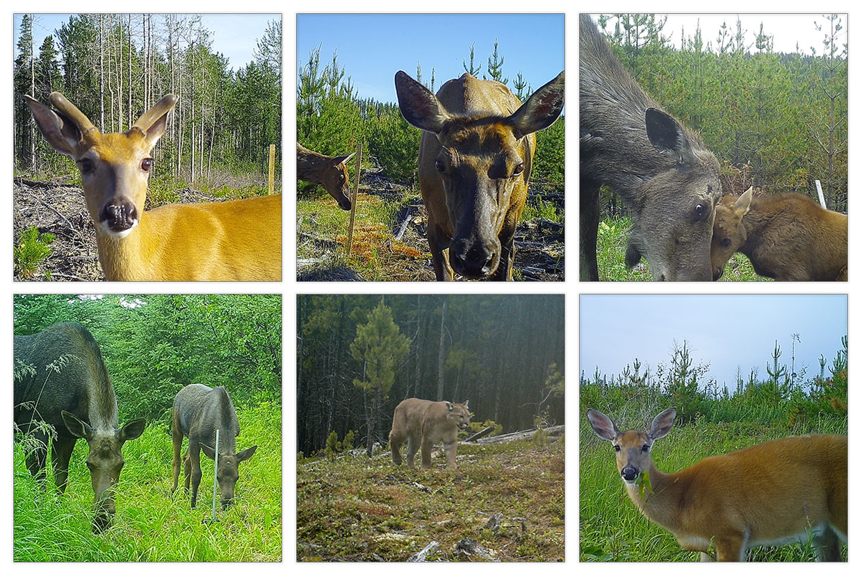 6 trailcam photos of ungulates in cutblocks. clockwise from top left: white-tailed deer, elk, moose, mule deer, elk, moose