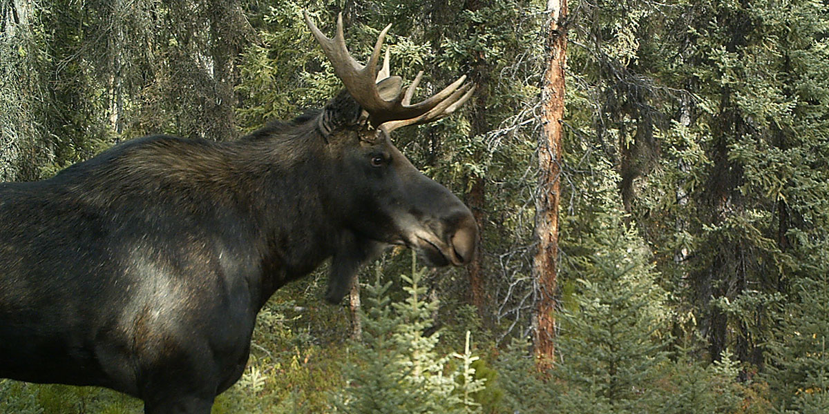 moose standing in a forest