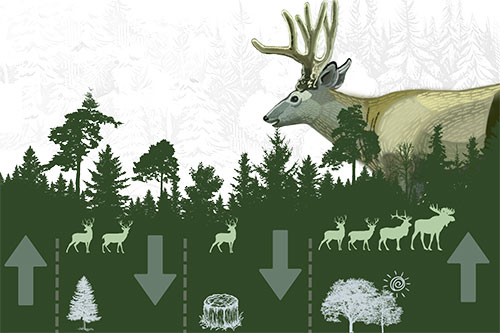 Ways to Decrease Predation Risk for Caribou in Forest Harvest Blocks