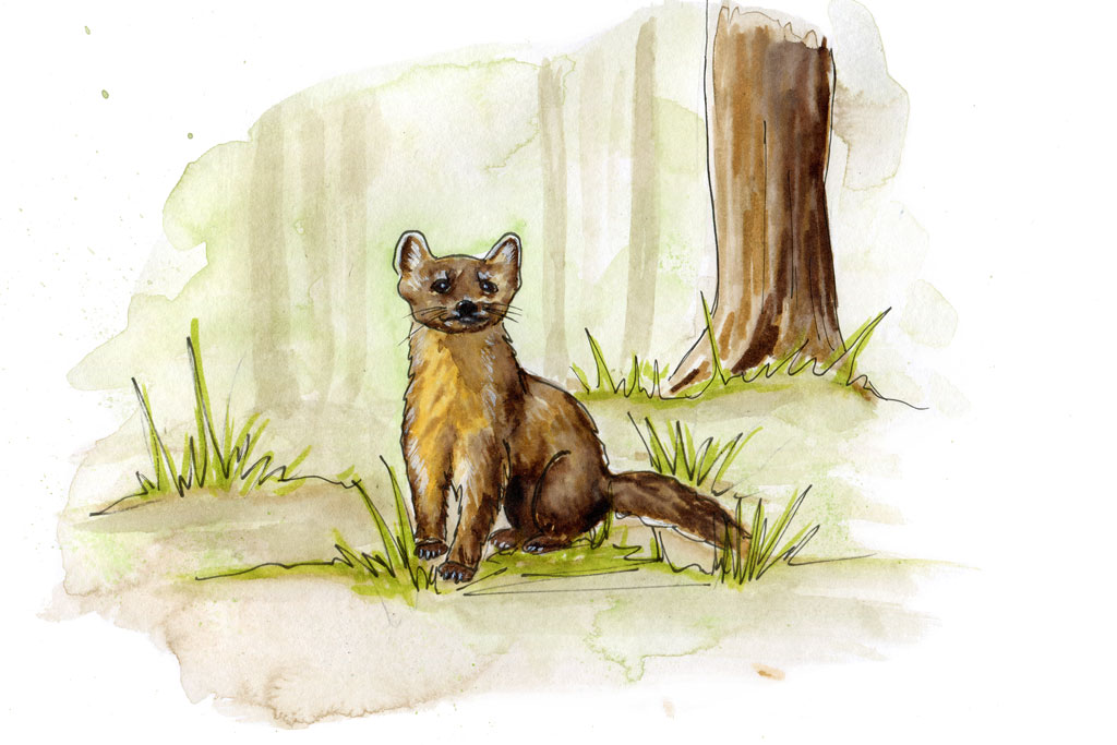 watercolour of an american marten in a forest