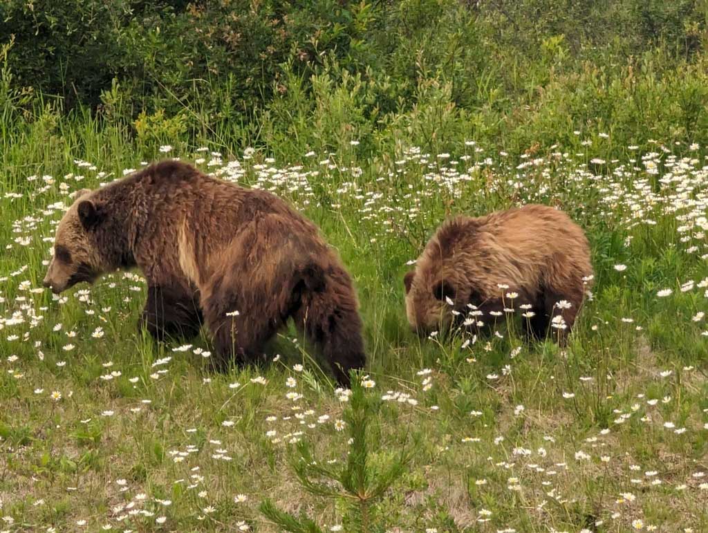 2 Grizzly bears in a flower meadow