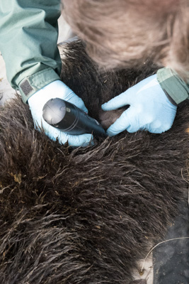 Validation of grizzly bear hair hormone profiles as a tool to monitor population demographics