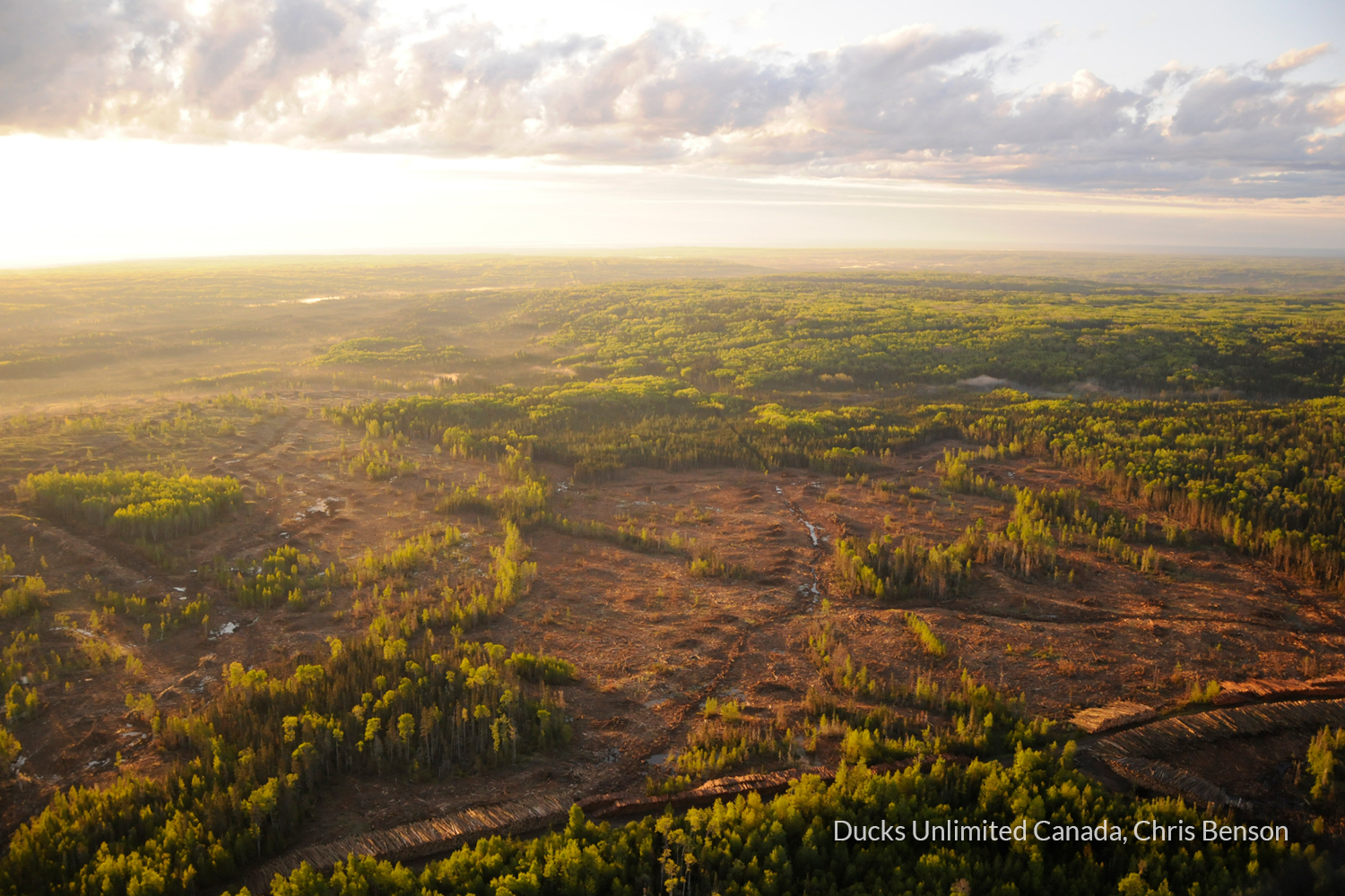 Landscape photo of managed forest