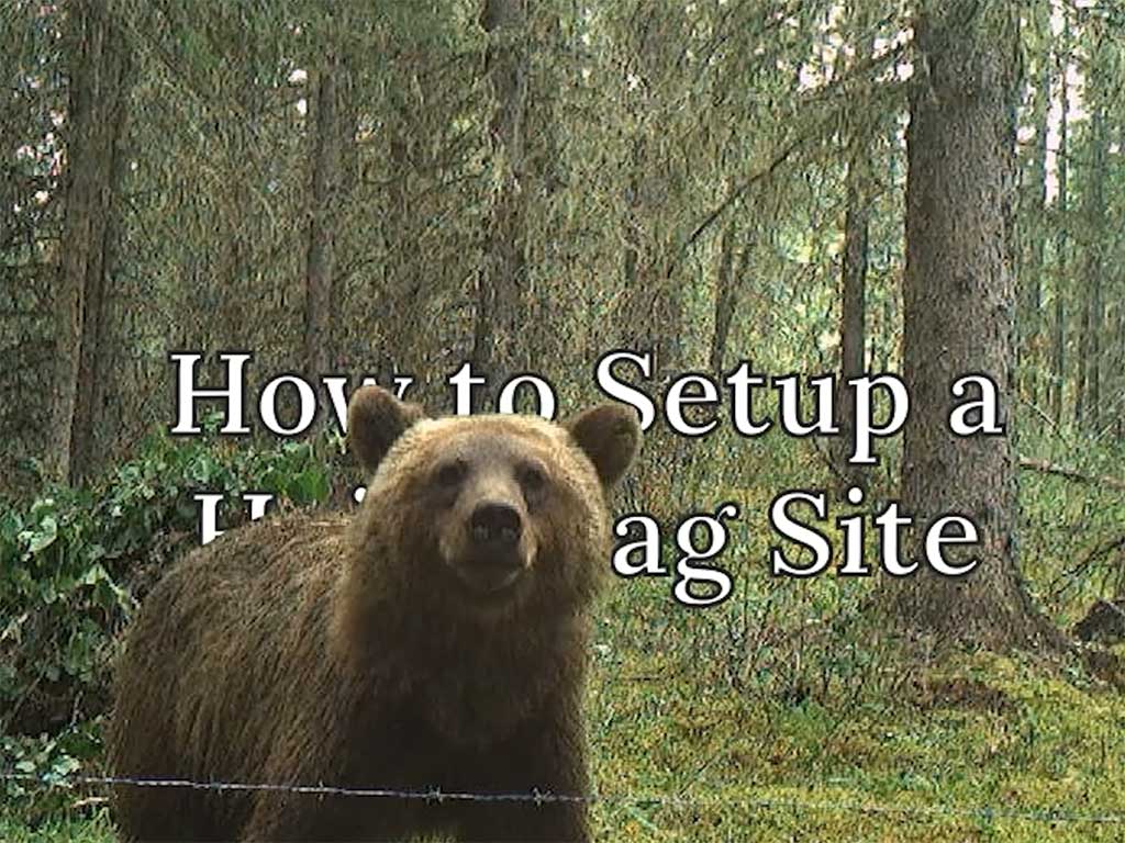 grizzly bear at a hair snag site. some text visible behind the bear says how to setup a hair snag site