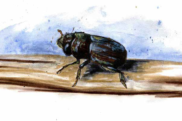 watercolour of a mountain pine beetle on a piece of wood