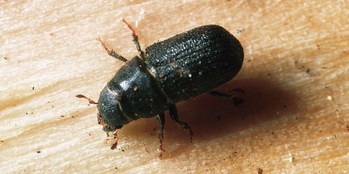 mountain pine beetle photo by ron long