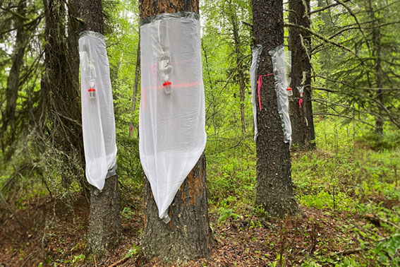 mountian pine beetle emergence and flight traps on infested trees photo credit: nadir erbilgin