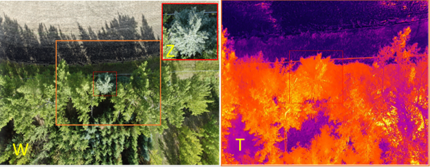Thermal imagery to detect MPB-infested trees