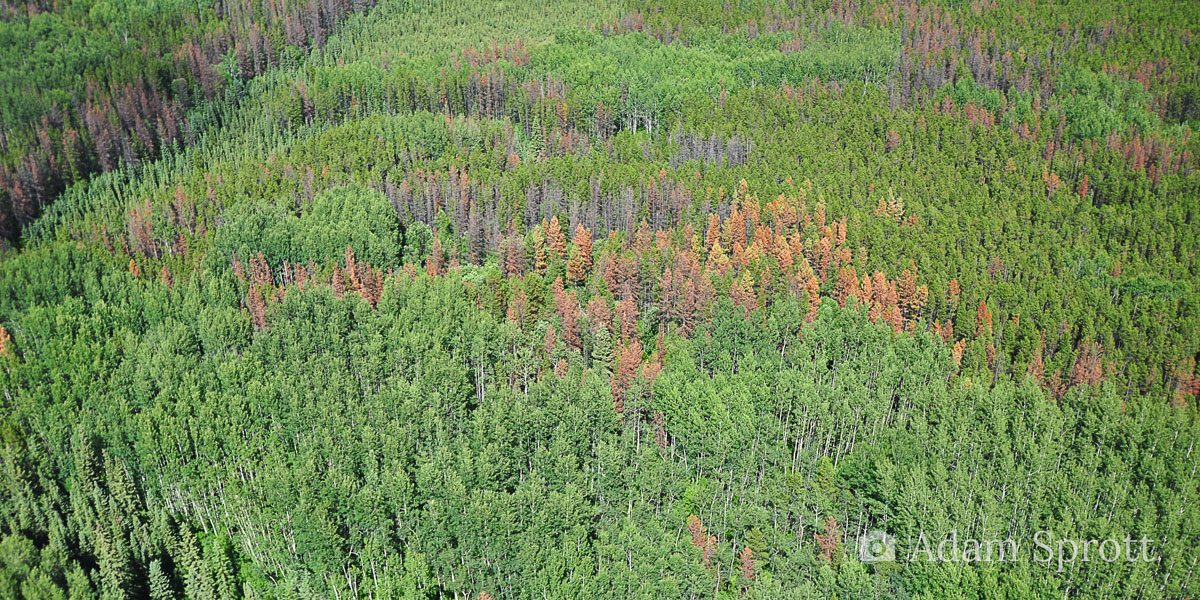 red attack forest from a helicopter. photo credit adam sprott