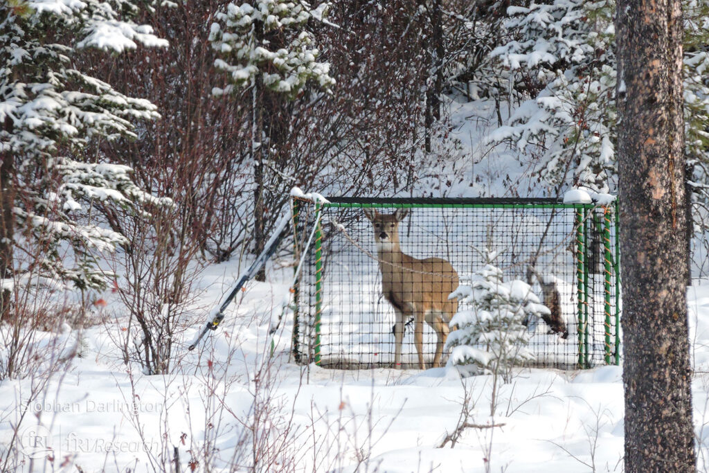 deer in a clover trap in winter