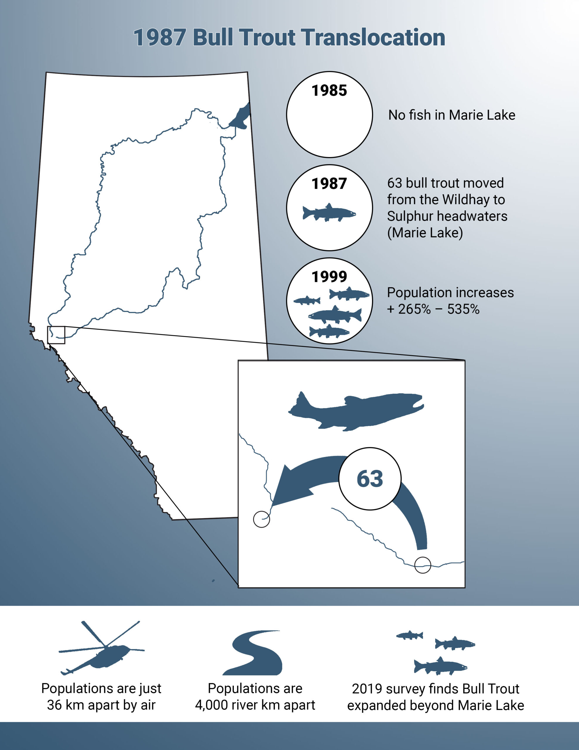 1987 Bull trout translocation 1985 no fish in marie lake 1987 63 bull trout moved from the wildhay to sulphur headwaters marie lake 1999 population increases plus 265 percent to 535 percent populations are just 36 kilometers apart by air but 4000 river kilometers apart 2019 survey finds bull trout expanded beyond marie lake