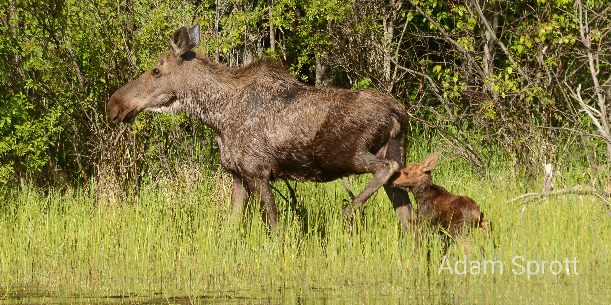 moose and calf. photo credit adam sprott