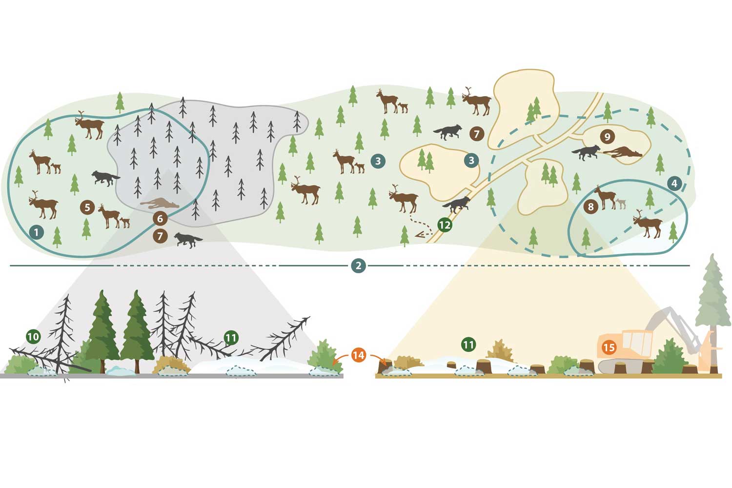 Can Forest Harvest Emulate Fire in the Eyes of a Woodland Caribou?