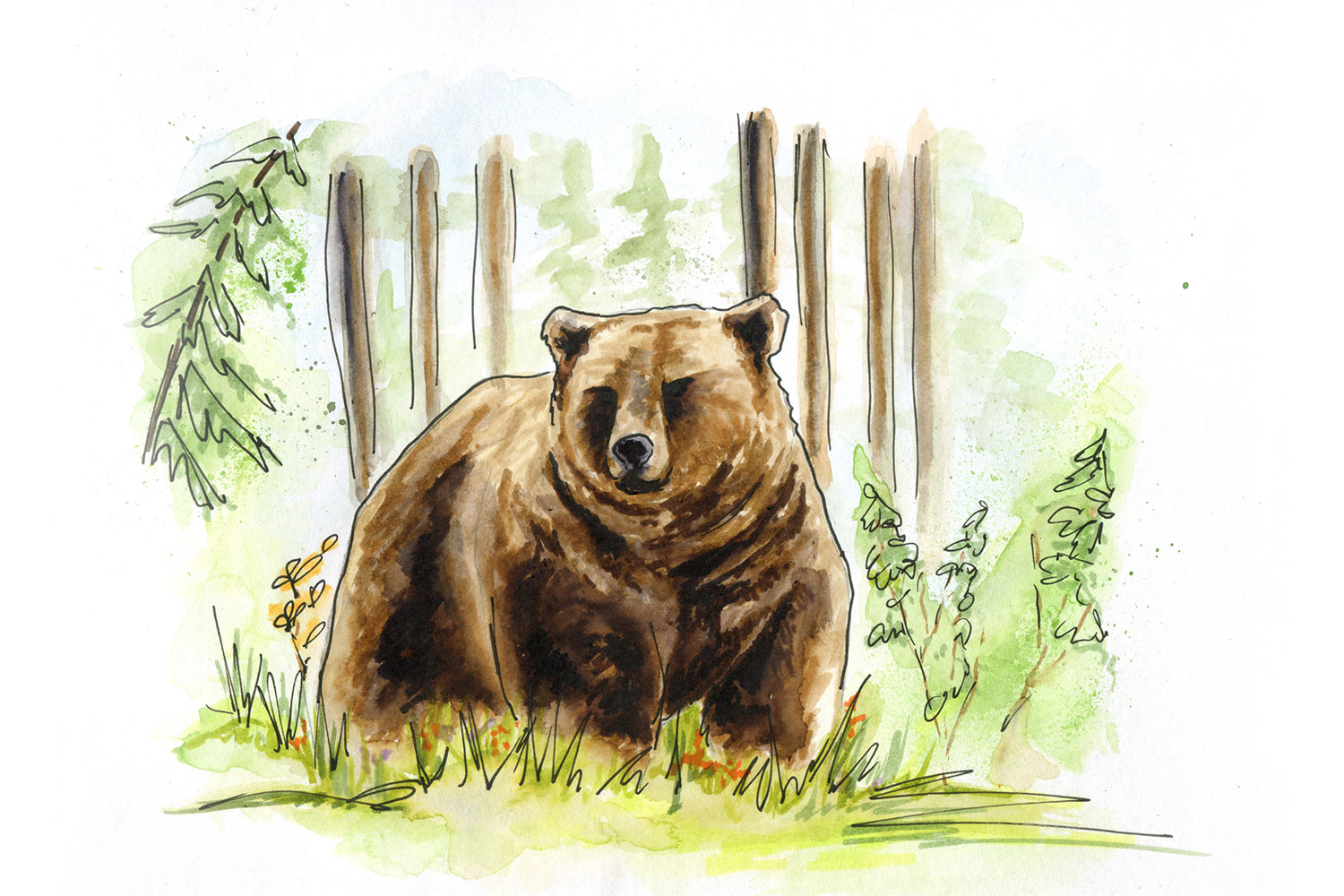 grizzly bear