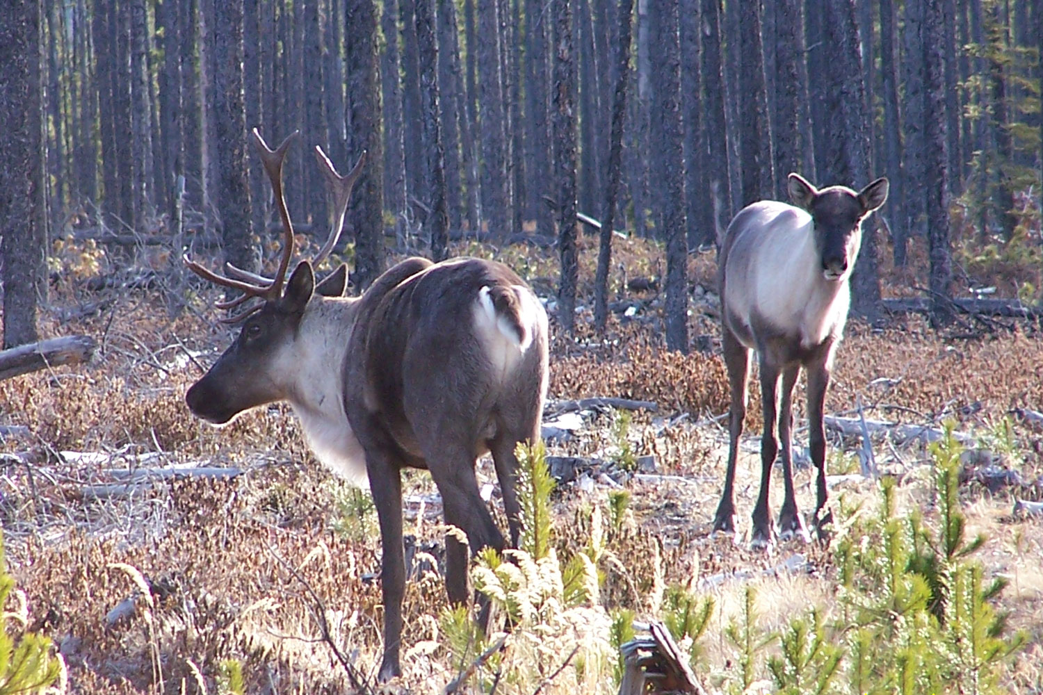 2 caribou in a harvested area