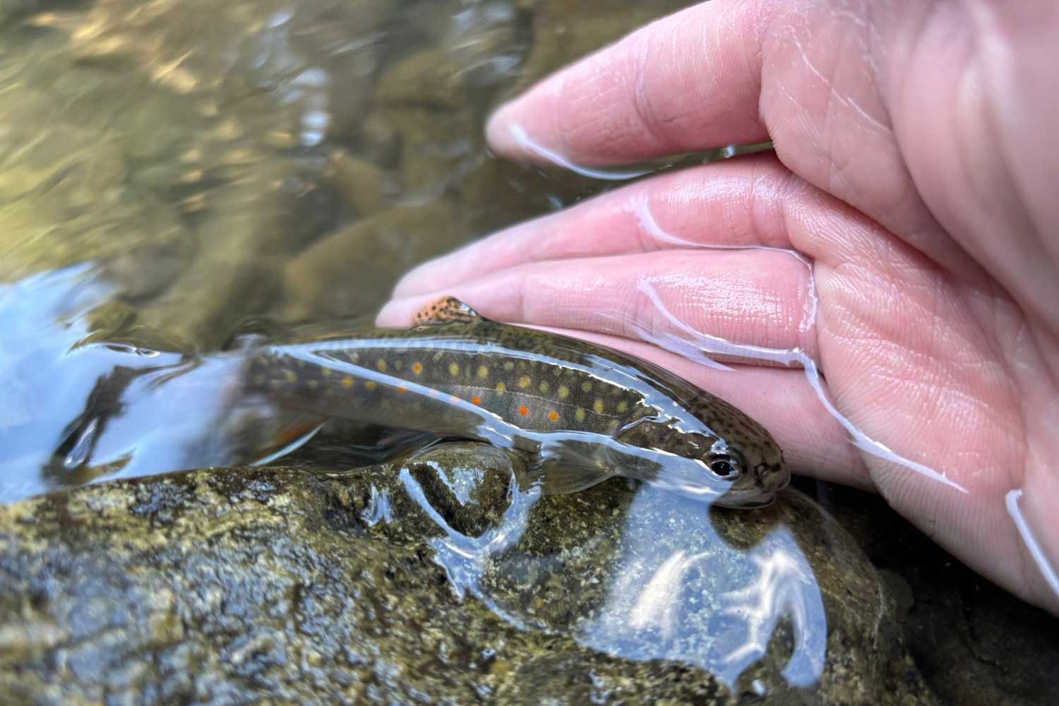 small brook trout in a shallow stream
