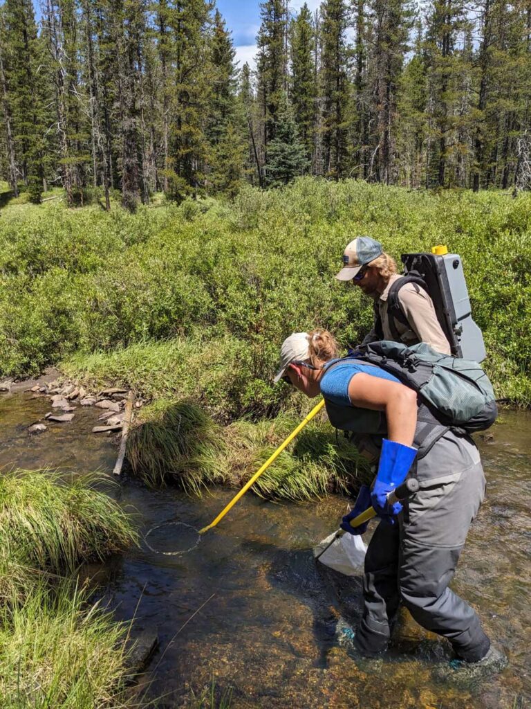 Two biologists wade in a small stream. one has a backpack electrofisher with an anode, which is a long yellow pole with a metal ring. the other has a fishing net