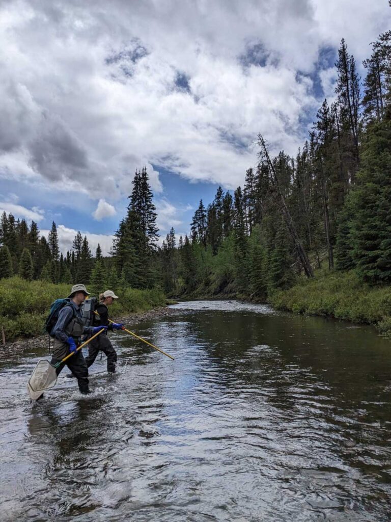 Two people with fishing nets wading into a stream