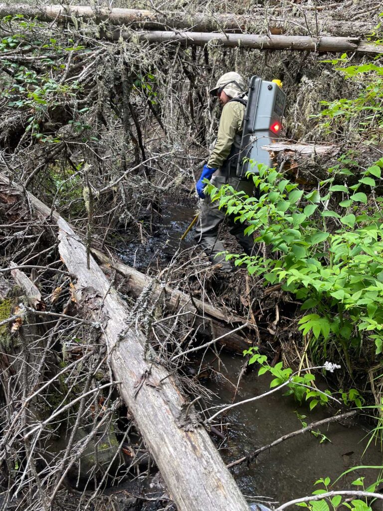 a scientist with a backpack electrofisher in a creek surrounded by fallen trees