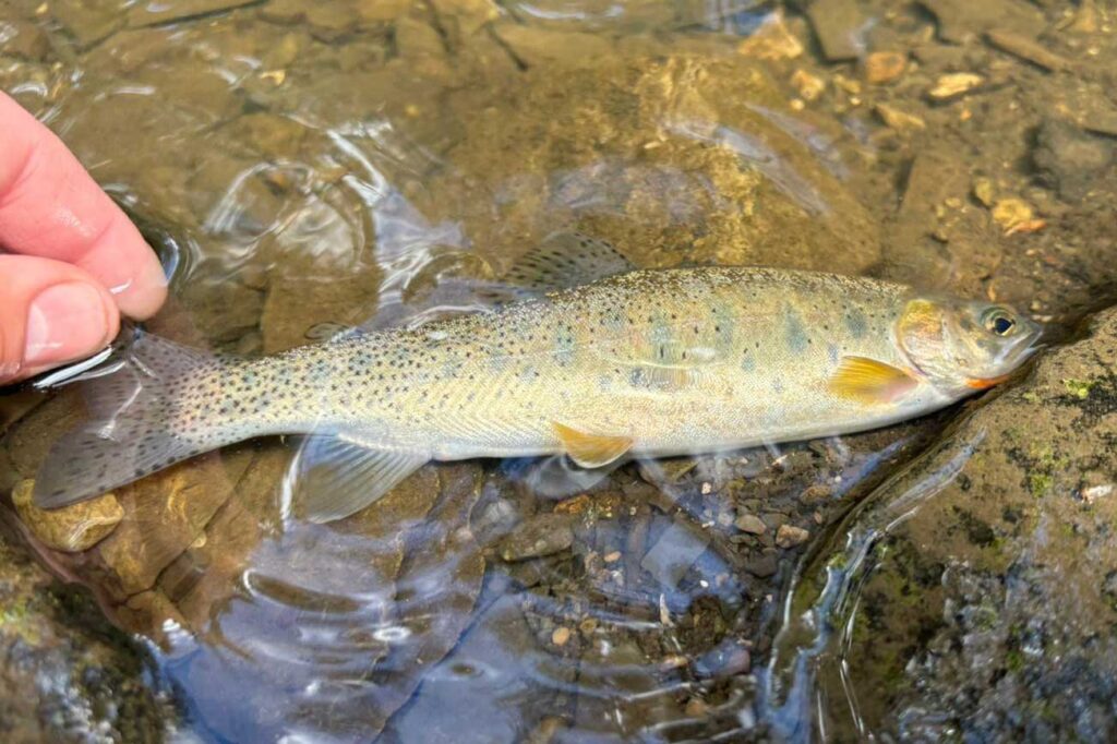 westslope cutthroat trout in a stream