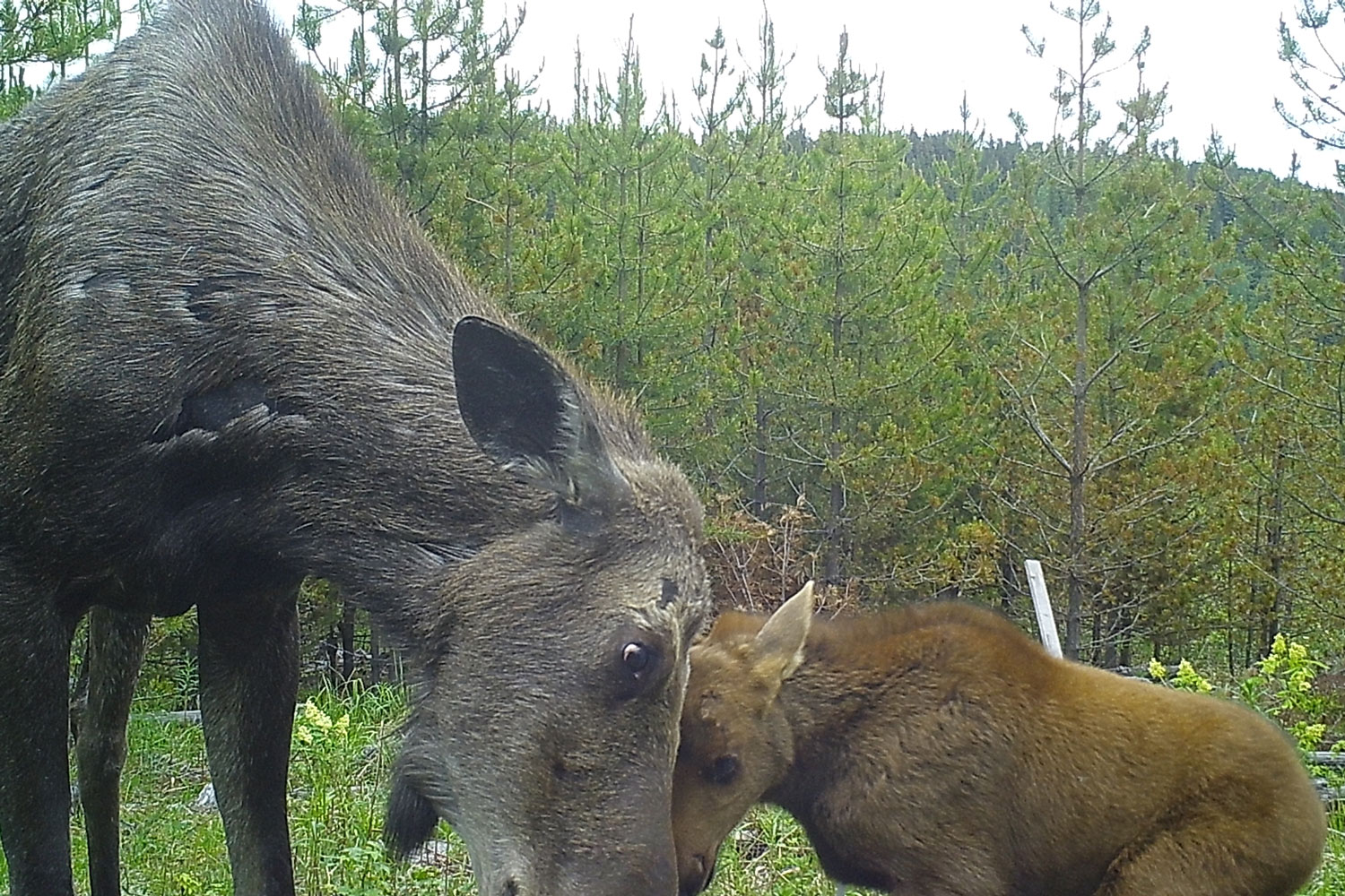 moose and calf in a harvest block