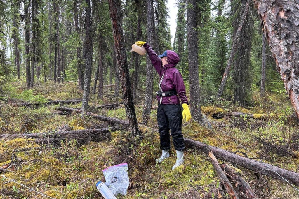 kirsty pouring scent lure on a bait tree