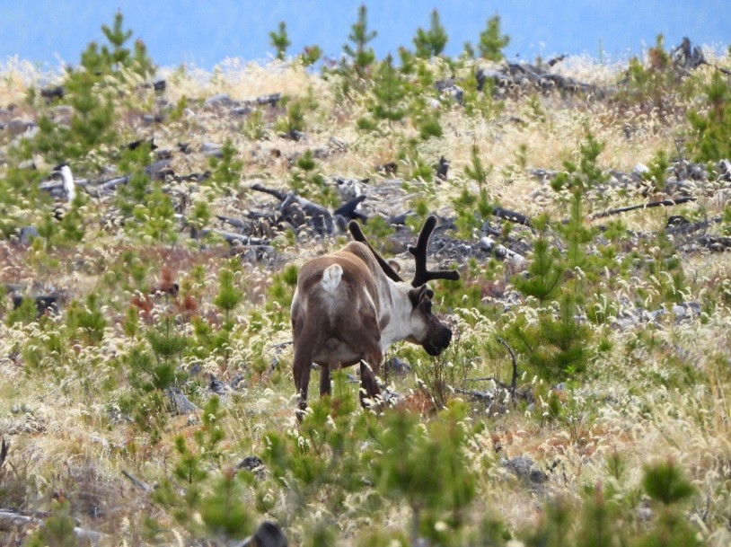 a caribou in a young harvest block
