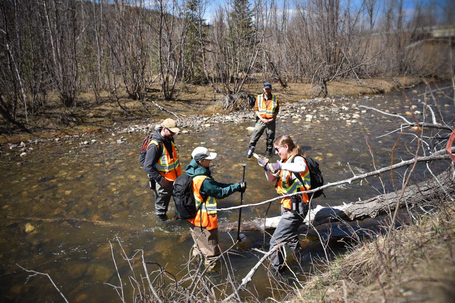 four biologists in hi vis stand in a stream hammering rebar into a stream bed to set a temperature logger