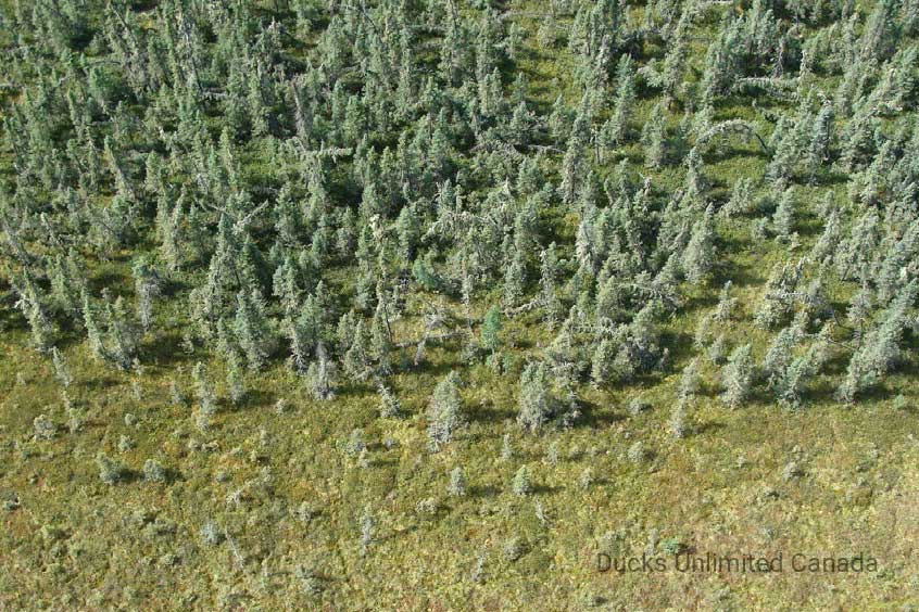 a forest edge in a wetland. photo credit: ducks unlimited canada