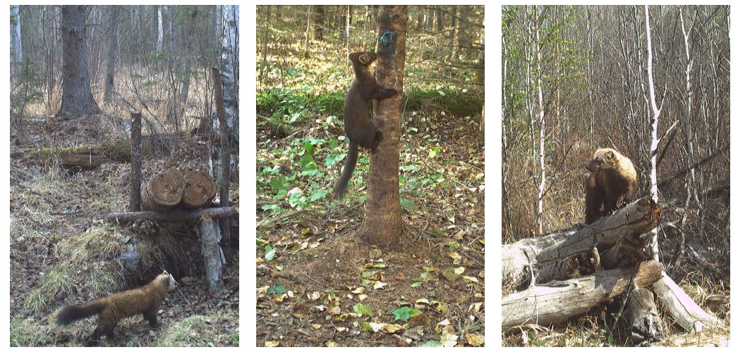 3 trail camera images of marten in various poses in mature forests