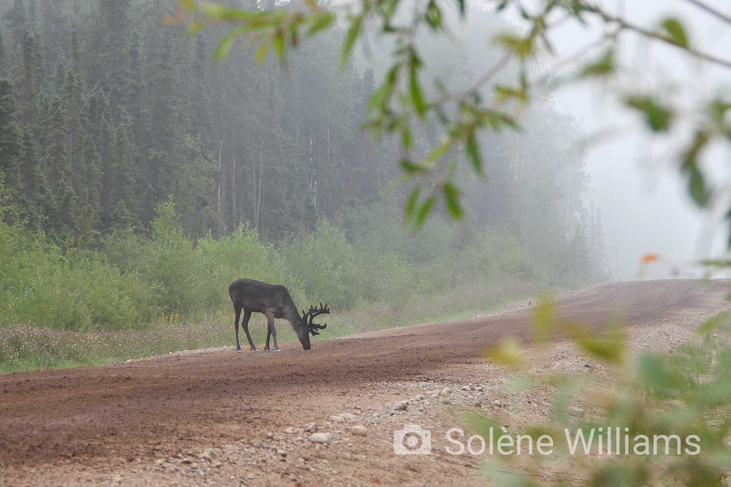 male caribou on a dirt road in the mist. photo credit solène williams