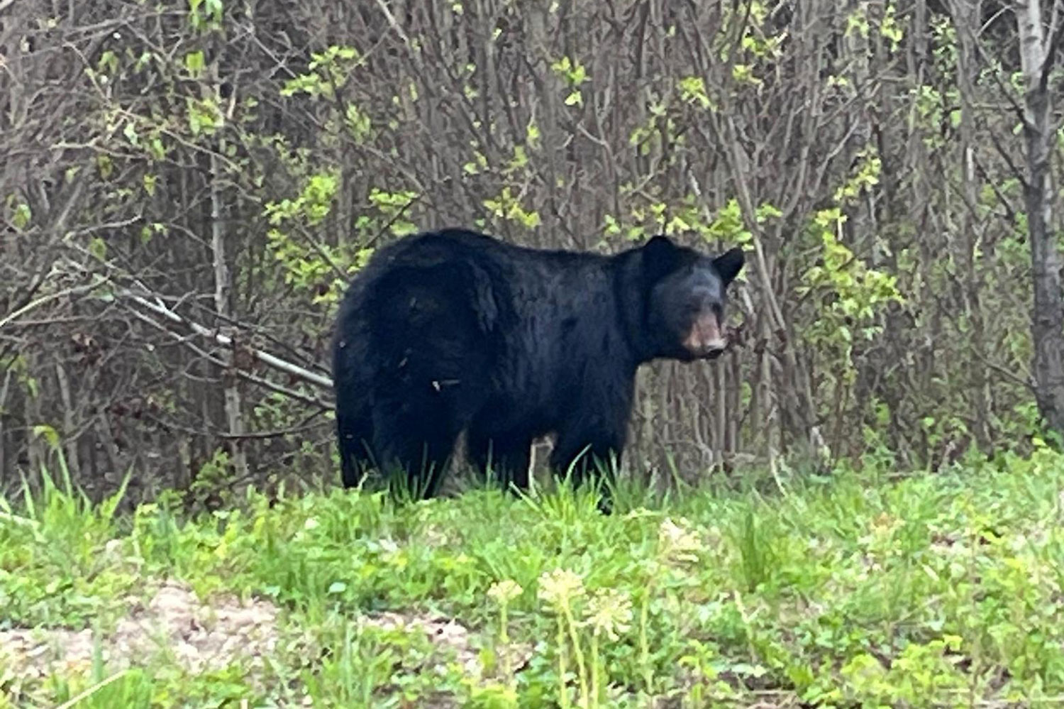 black bear. photo credit landon bick