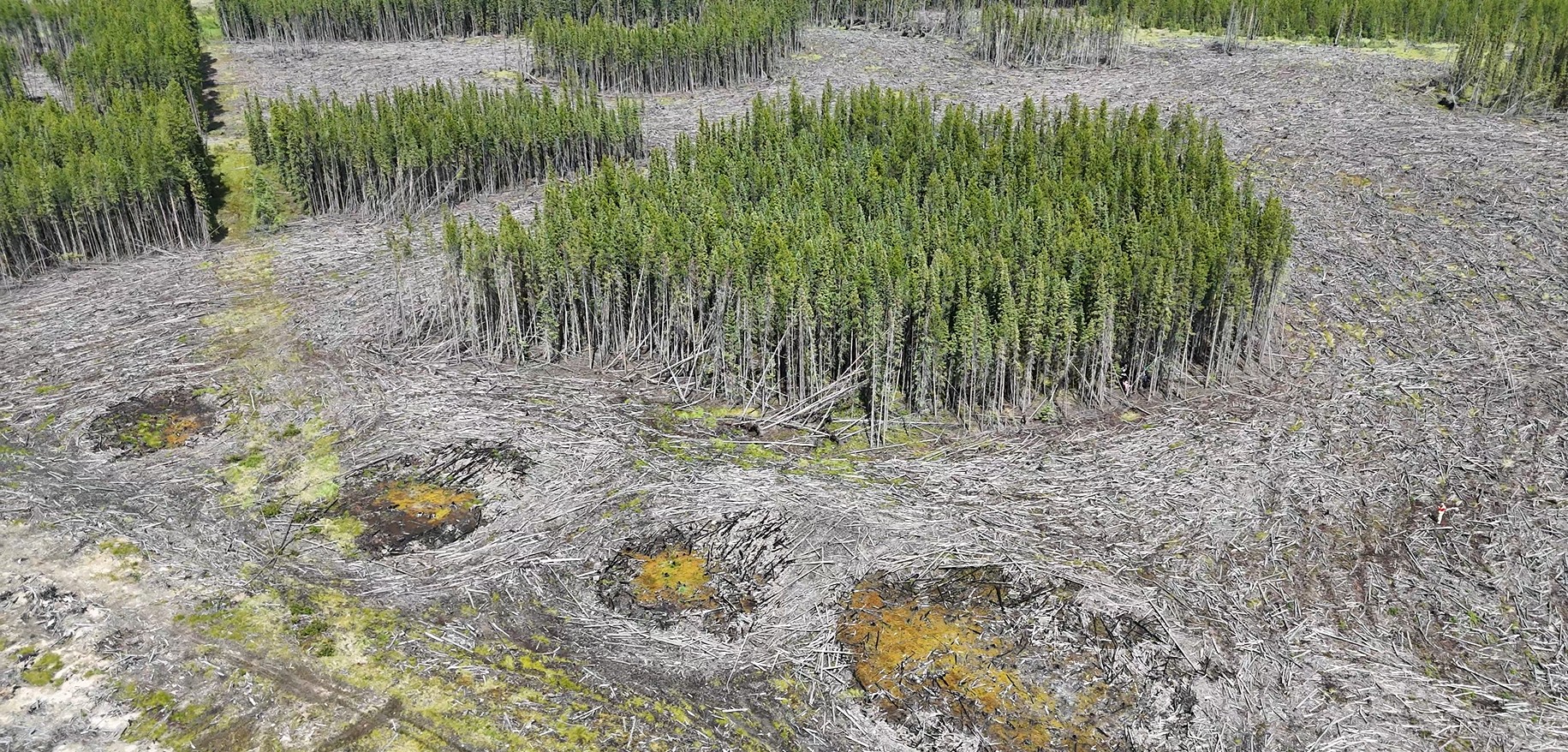aerial view of a harvested area with retention patch