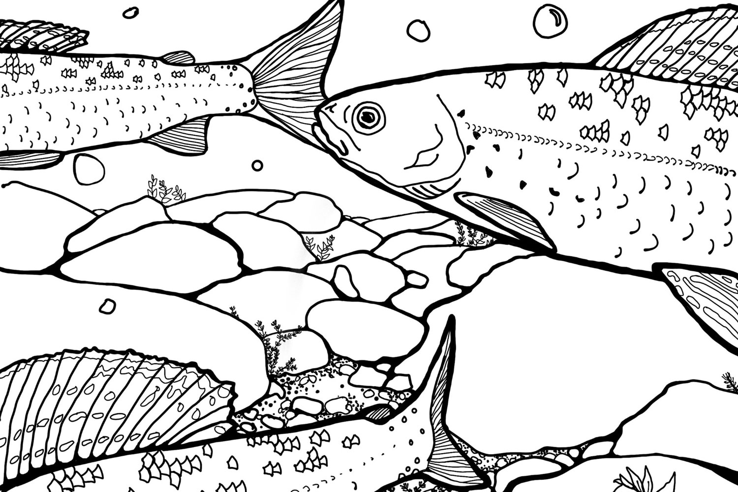 Arctic Grayling Colouring Page