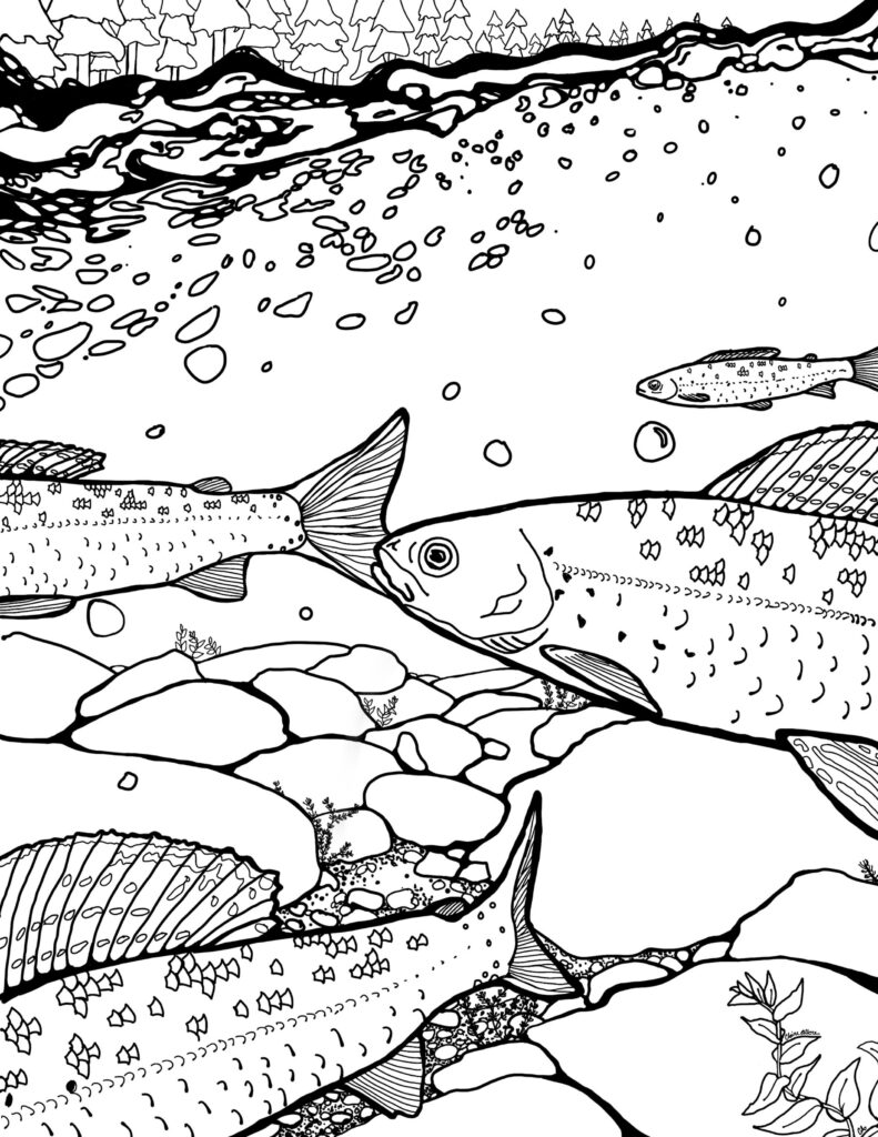 colouring page of arctic grayling in a stream