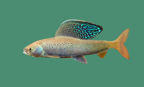 How have Arctic grayling populations changed through generations within the Swan River Watershed? | Brochure