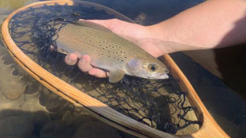 A collaborative approach towards Arctic grayling recovery within the Swan River watershed