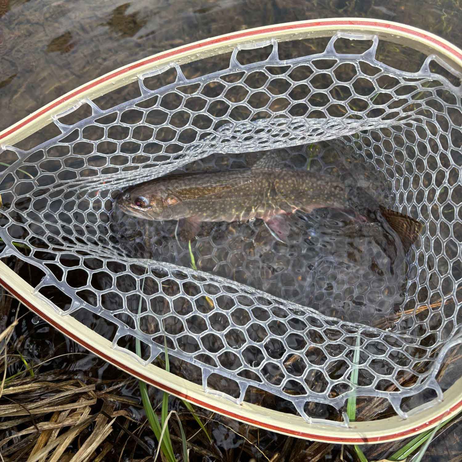 a brook trout in a net