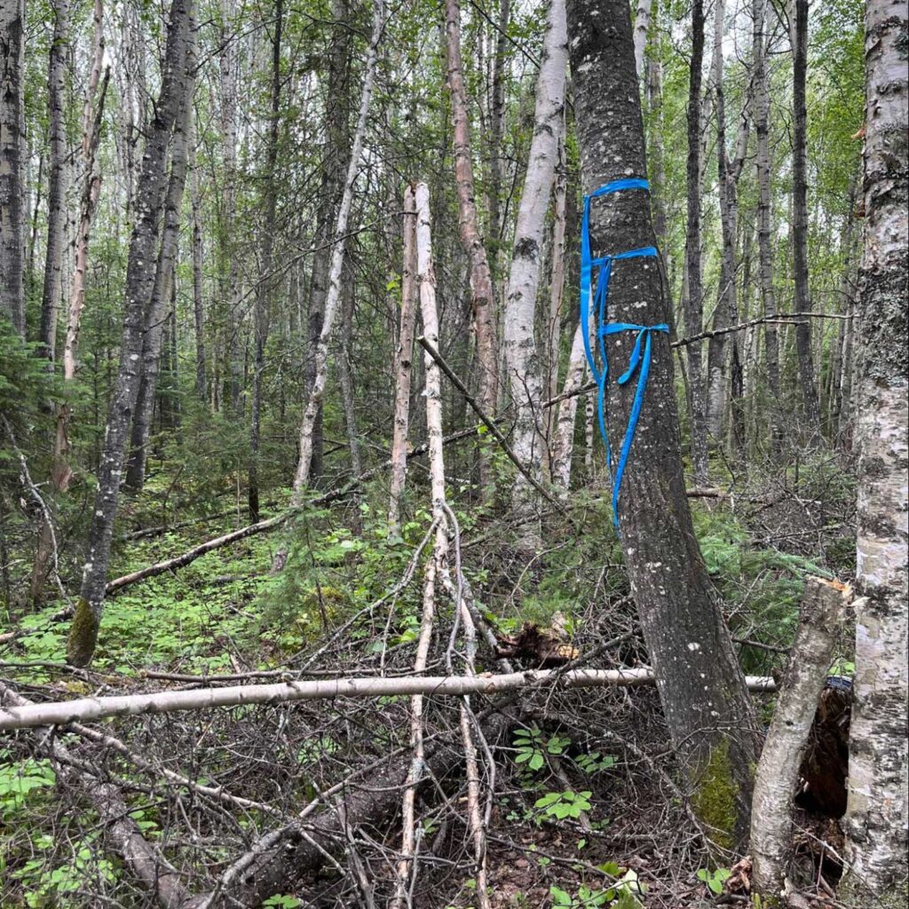lots of blue flagging tape on a poplar tree mark a location in a dense deciduous forest