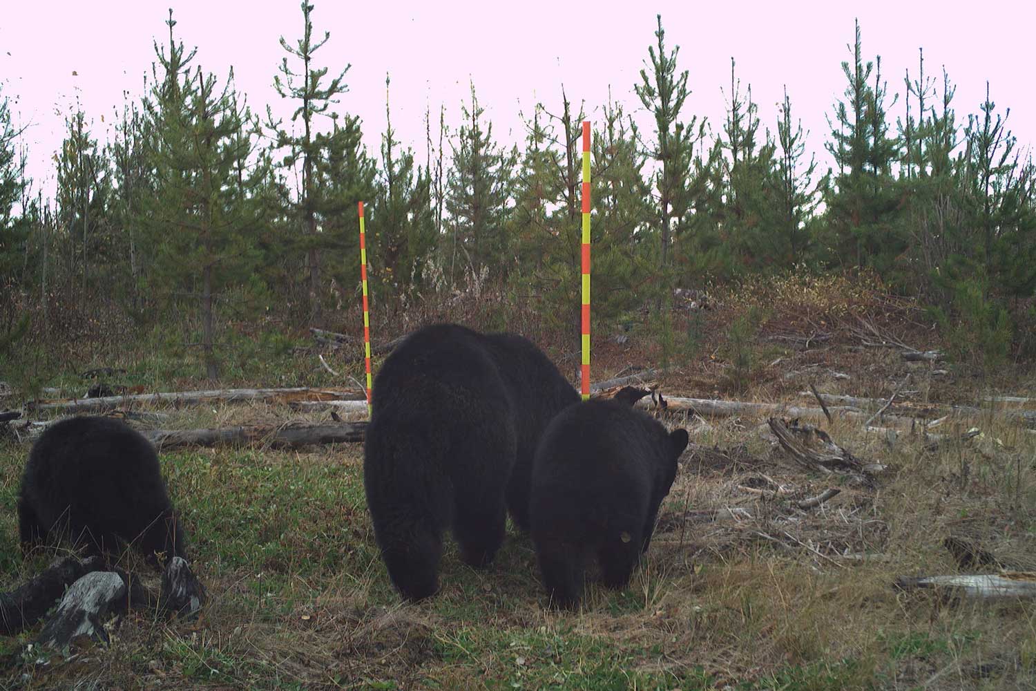 a black bear adult and two cubs in a harvest block with two red and yellow poles. young pine trees in the background