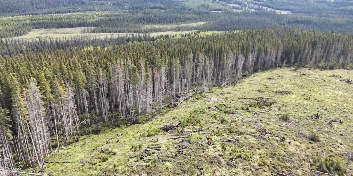 aerial footage of a harvest block at the edge of intact forest. other disturbance features in the background