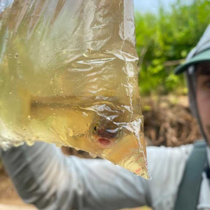 sam holds up a bag of water with a chub inside