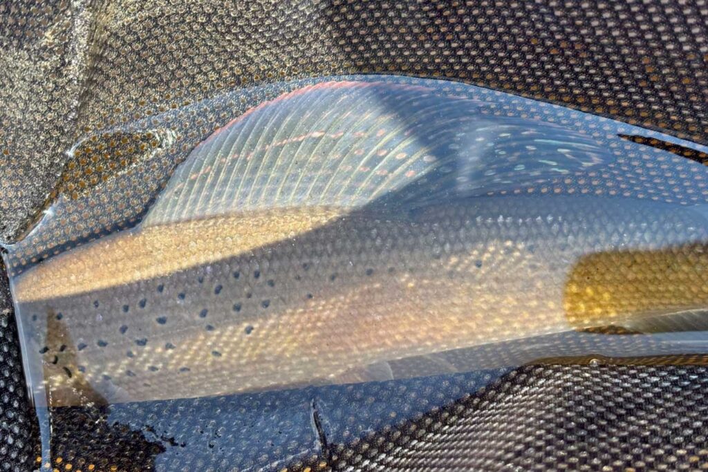 a large arctic grayling in a net