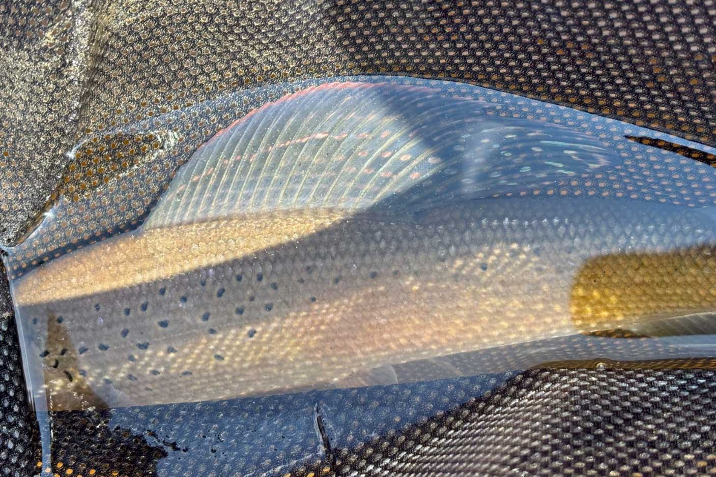 a large arctic grayling in a net