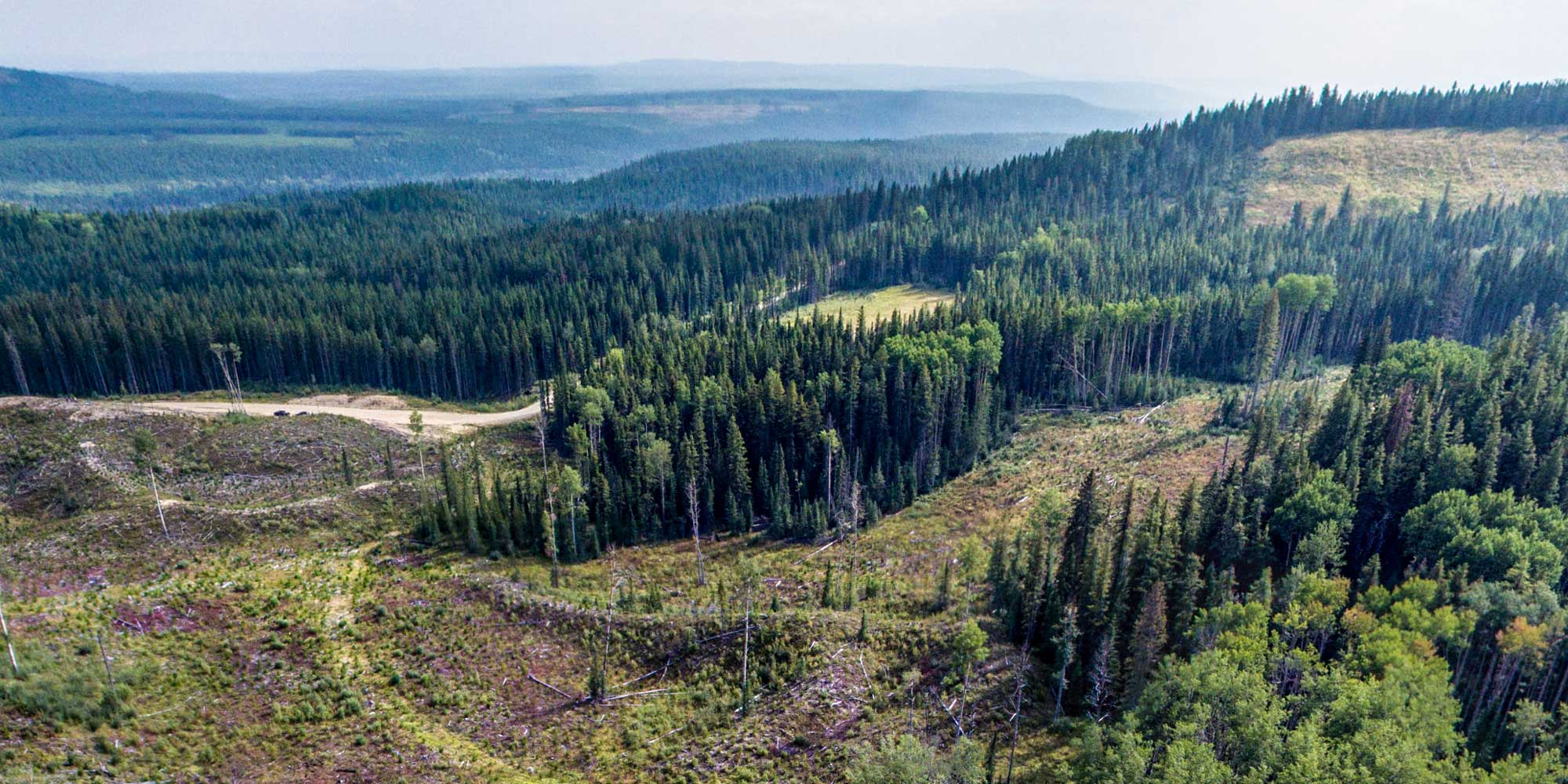 aerial photo of a harvested forest